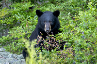 Black Bear Among the Blueberries