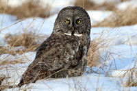 Great Gray Owl in Newport, New Hampshire