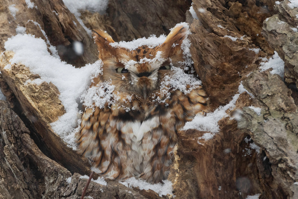 Snowy Screech Owl