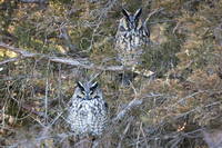 Long Eared Owl Pair